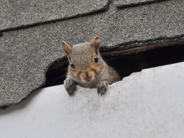 Denton Wildlife Removal