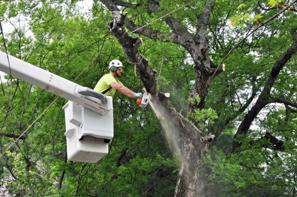 Denton Tree Trimming