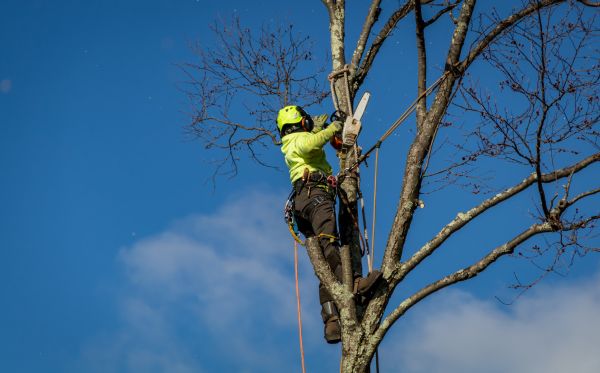 Denton Tree Removal