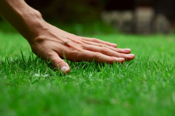 Denton Lawn Treatment